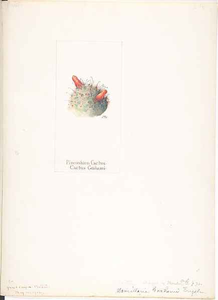 Pincushion Cactus (Cactus Grahami), Margaret Neilson Armstrong (American, New York 1867–1944 New York), Watercolor and brown ink over graphite, with page design indicated in graphite 