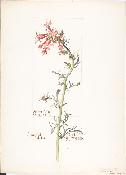 Scarlet Gilia (Gilila Aggregata), Margaret Neilson Armstrong (American, New York 1867–1944 New York), Watercolor and brown ink over graphite, with page design indicated in graphite 