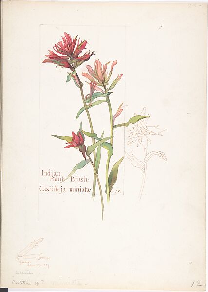 Indian Paint Brush (Castilleja miniata), Margaret Neilson Armstrong (American, New York 1867–1944 New York), Watercolor and brown ink over graphite, with page design indicated in graphite and two details in ink 