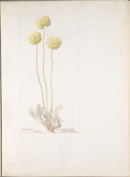Butter Balls (Eriogonum Orthocaulon), Margaret Neilson Armstrong (American, New York 1867–1944 New York), Watercolor and brown ink over graphite, with page design indicated in graphite