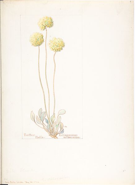 Butter Balls (Eriogonum orthocaulon), Margaret Neilson Armstrong (American, New York 1867–1944 New York), Watercolor and brown ink over graphite, with page design indicated in graphite 