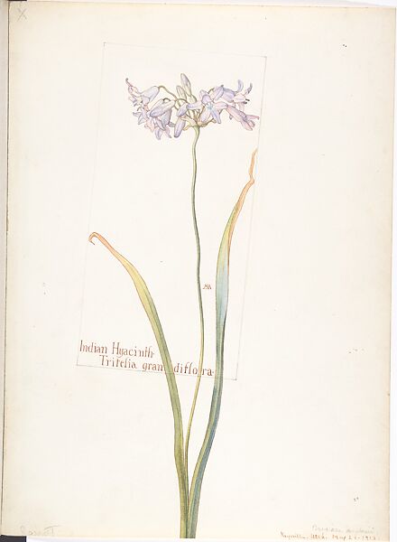Indian Hyacinth (Tritelia grandiflora), Margaret Neilson Armstrong (American, New York 1867–1944 New York), Watercolor and brown ink over graphite, with page design indicated in graphite 