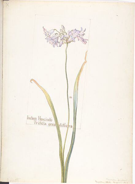 Indian Hyacinth (Tritelia Grandiflora), Margaret Neilson Armstrong (American, New York 1867–1944 New York), Watercolor and brown ink over graphite, with page design indicated in graphite 