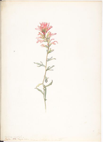 Northwest Indian Paintbrush (Castilleja Angustifolia), Margaret Neilson Armstrong (American, New York 1867–1944 New York), Watercolor and brown ink over graphite 