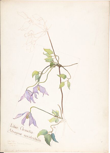 Lilac Clematis (Atragene occidentalis), Margaret Neilson Armstrong (American, New York 1867–1944 New York), Watercolor and brown ink over graphite, with page design indicated in graphite, and details in ink 
