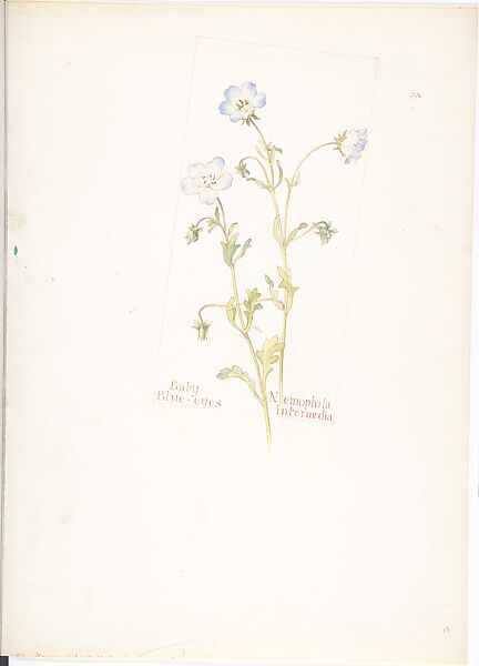 Baby Blue-eyes (Nemophila intermedia), Margaret Neilson Armstrong (American, New York 1867–1944 New York), Watercolor and brown ink over graphite, with page design indicated in graphite 