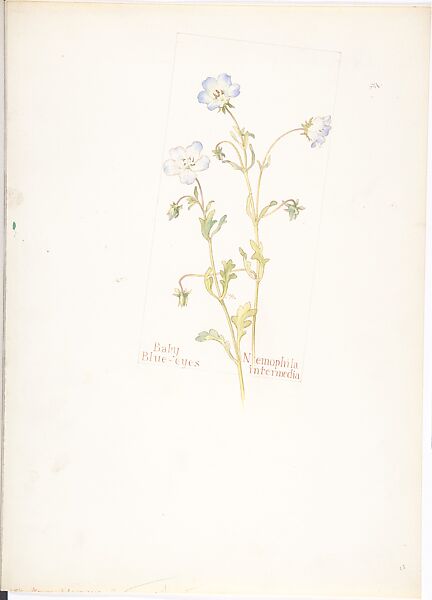 Baby Blue-Eyes (Nemophila Intermedia), Margaret Neilson Armstrong (American, New York 1867–1944 New York), Watercolor and brown ink over graphite, with page design indicated in graphite 
