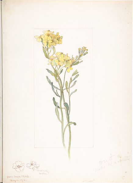 Greenstem Paperflower (Psilostrophe Sparsiflora), Margaret Neilson Armstrong (American, New York 1867–1944 New York), Watercolor and brown ink over graphite, with page design indicated in graphite 