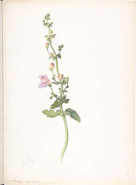 Grinnell's Beardtongue (Penstemon grinnellii), Margaret Neilson Armstrong (American, New York 1867–1944 New York), Watercolor and brown ink over graphite with detail in graphite 