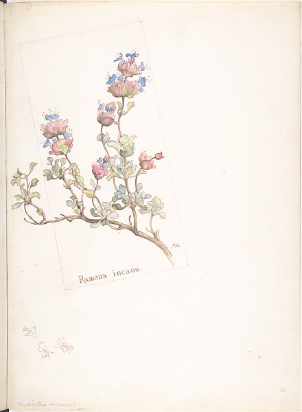 Ramona Incana, Margaret Neilson Armstrong (American, New York 1867–1944 New York), Watercolor and brown ink over graphite with details in ink 
