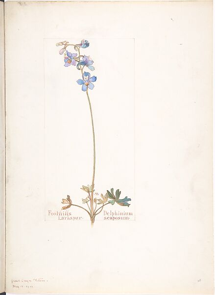 Foothills Larkspur (Delphinium Scaposum), Margaret Neilson Armstrong (American, New York 1867–1944 New York), Watercolor and brown ink over graphite, with page design indicated in graphite 