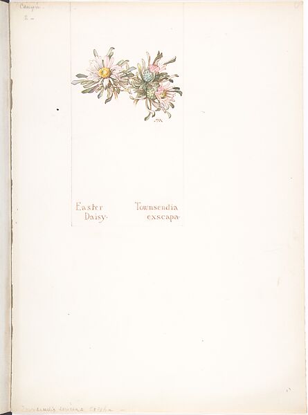 Easter Daisy (Townsendia exscapa), Margaret Neilson Armstrong (American, New York 1867–1944 New York), Watercolor and brown ink over graphite, with page design indicated in graphite 