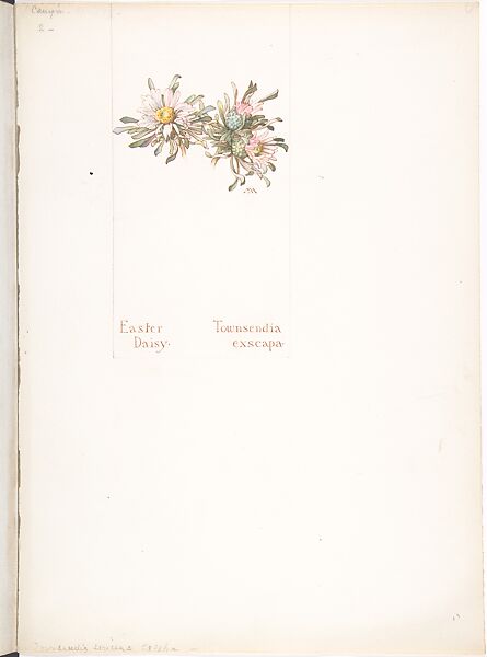 Easter Daisy (Townsendia Exscapa), Margaret Neilson Armstrong (American, New York 1867–1944 New York), Watercolor and brown ink over graphite, with page design indicated in graphite 