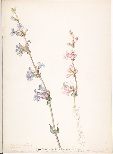Penstemon Watsonii Gray, Margaret Neilson Armstrong (American, New York 1867–1944 New York), Watercolor and brown ink over graphite 