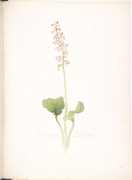 Pink Pyrola (Pyrola asarifolia), Margaret Neilson Armstrong (American, New York 1867–1944 New York), Watercolor and brown ink over graphite, with page design indicated in graphite 
