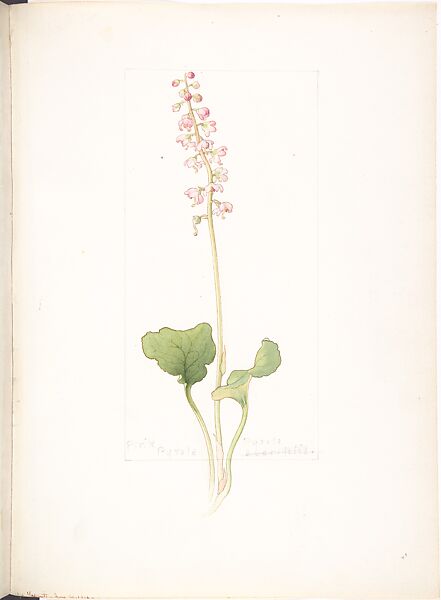 Pink Pyrola (Pyrola Asarifolia), Margaret Neilson Armstrong (American, New York 1867–1944 New York), Watercolor and brown ink over graphite, with page design indicated in graphite 