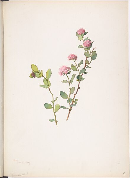 Spiraea, Margaret Neilson Armstrong (American, New York 1867–1944 New York), Watercolor and brown ink over graphite 