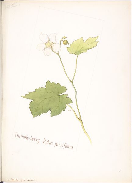 Thimble-Berry (Rubus Parviflorus), Margaret Neilson Armstrong (American, New York 1867–1944 New York), Watercolor and brown ink over graphite, with page design indicated in graphite 