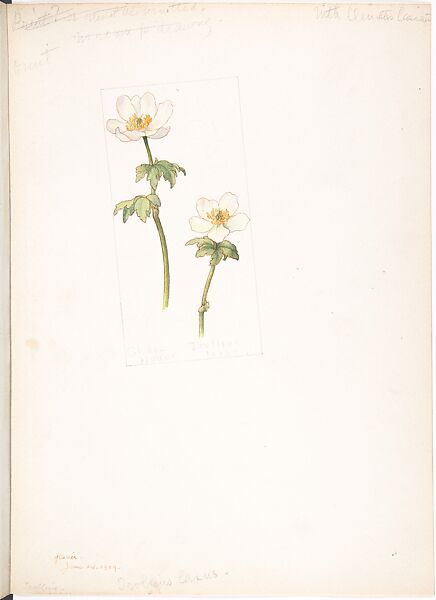 Globe flower (Trollius laxus), Margaret Neilson Armstrong (American, New York 1867–1944 New York), Watercolor and brown ink over graphite, with page design indicated in graphite 
