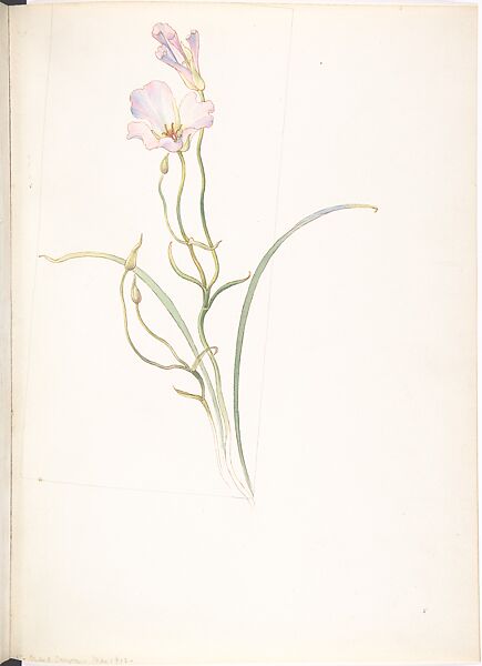 Calochortus Nuttalli, Margaret Neilson Armstrong (American, New York 1867–1944 New York), Watercolor and brown ink over graphite, with page design indicated in graphite 