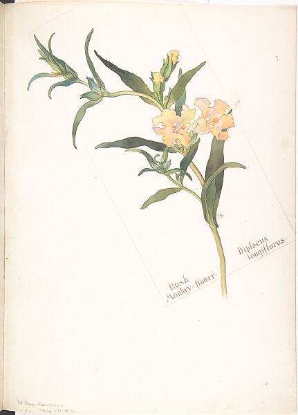 Bush Monkey-flower (Diplacus longiflorus), Margaret Neilson Armstrong (American, New York 1867–1944 New York), Watercolor and brown ink over graphite, with page design indicated in graphite 