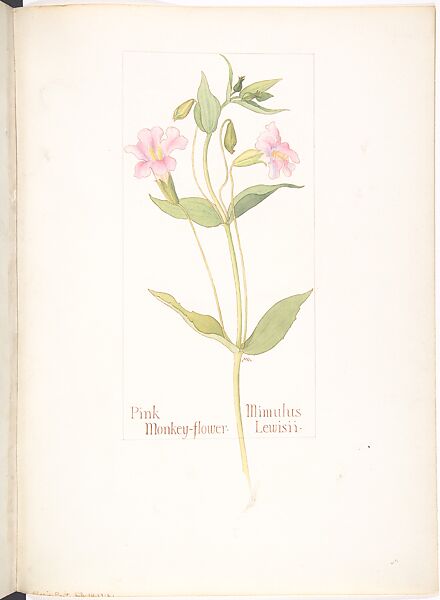 Pink Monkey-flower (Mimulus Lewisii), Margaret Neilson Armstrong (American, New York 1867–1944 New York), Watercolor and brown ink over graphite, with page design indicated in graphite 
