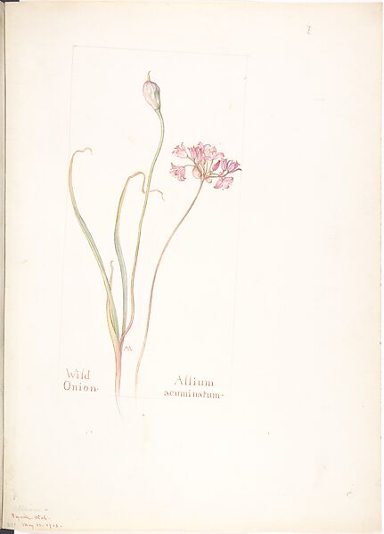 Wild Onion (Allium acuminatum), Margaret Neilson Armstrong (American, New York 1867–1944 New York), Watercolor and brown ink over graphite, with page design indicated in graphite 