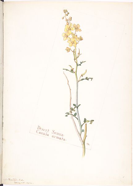 Desert Senna (Cassia Armata), Margaret Neilson Armstrong (American, New York 1867–1944 New York), Watercolor and brown ink over graphite, with page design indicated in graphite 