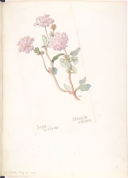 Sand Verbena (Abronia villosa), Margaret Neilson Armstrong (American, New York 1867–1944 New York), Watercolor and brown ink over graphite, with page design indicated in graphite 