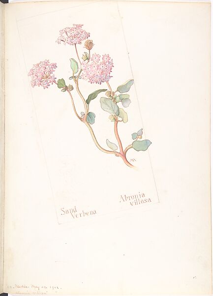 Sand Verbena (Abronia Villosa), Margaret Neilson Armstrong (American, New York 1867–1944 New York), Watercolor and brown ink over graphite, with page design indicated in graphite 