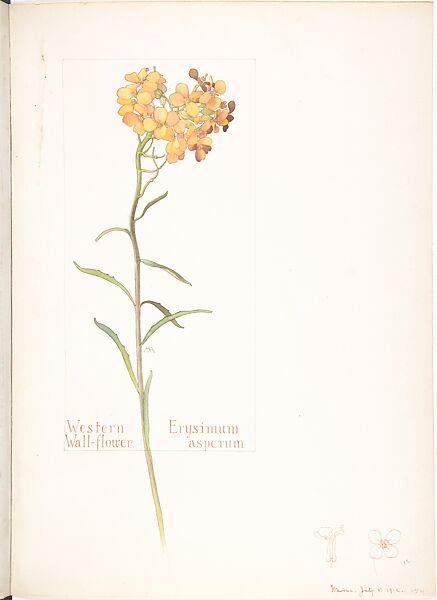 Western Wall-Flower (Erysimum Asperum), Margaret Neilson Armstrong (American, New York 1867–1944 New York), Watercolor and brown ink over graphite, with page design indicated in graphite and details in brown ink 