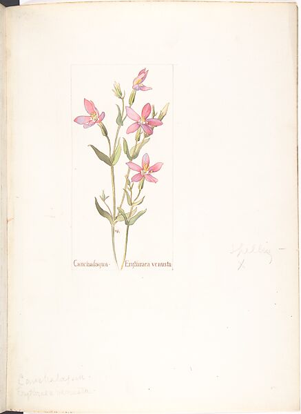 Cancalaqua (Erythraea venusta), Margaret Neilson Armstrong (American, New York 1867–1944 New York), Watercolor and brown ink over graphite, with page design indicated in graphite 