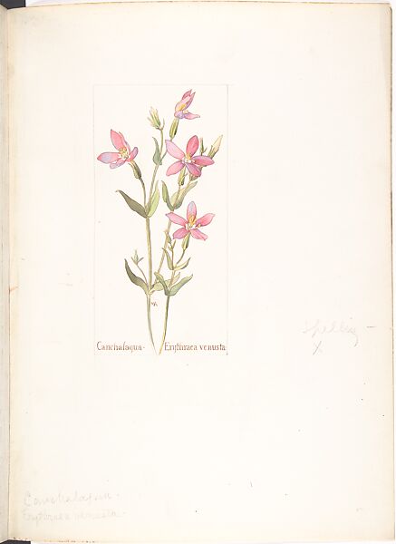 Cancalaqua (Erythraea Venusta), Margaret Neilson Armstrong (American, New York 1867–1944 New York), Watercolor and brown ink over graphite, with page design indicated in graphite 