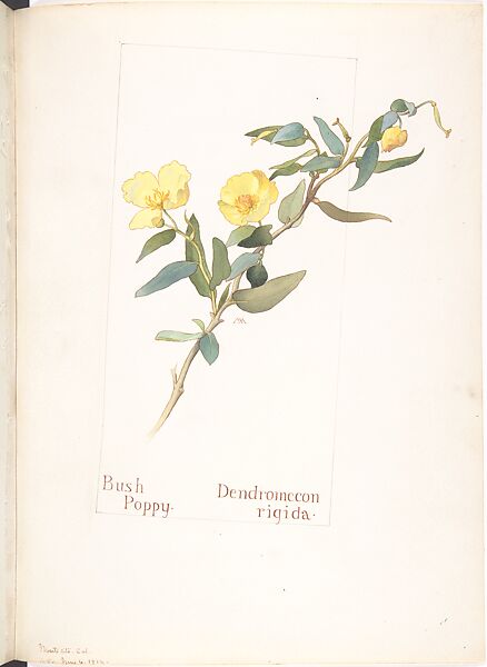 Bush Poppy (Dendromecon rigida), Margaret Neilson Armstrong (American, New York 1867–1944 New York), Watercolor and brown ink over graphite, with page design indicated in graphite 