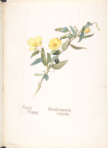 Bush Poppy (Dendromecon Rigida)