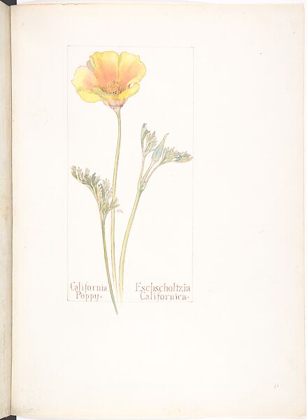 California Poppy (Eschscholtzia Californica), Margaret Neilson Armstrong (American, New York 1867–1944 New York), Watercolor and brown ink over graphite, with page design indicated in graphite 