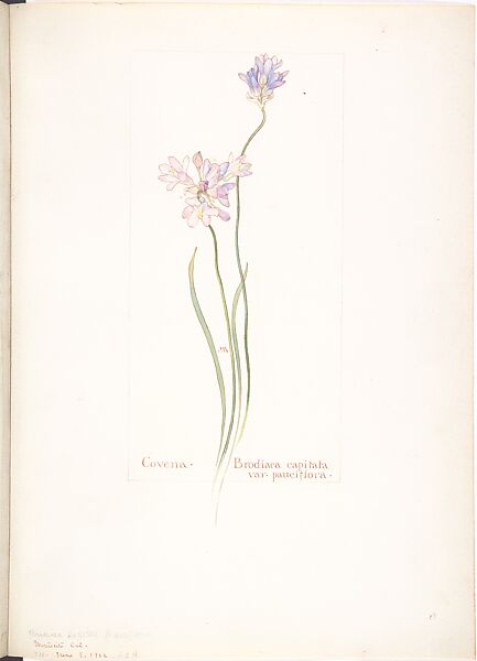 Covena (Brodiaea Capitata, var. Pauciflora), Margaret Neilson Armstrong (American, New York 1867–1944 New York), Watercolor and brown ink over graphite, with page design indicated in graphite 
