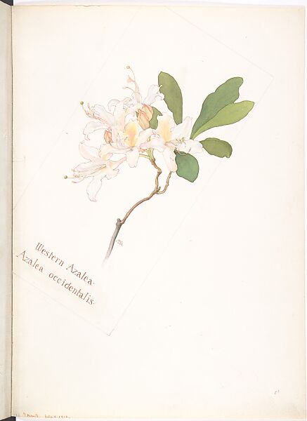 Western Azalea (Azalea Occidentalis), Margaret Neilson Armstrong (American, New York 1867–1944 New York), Watercolor and brown ink over graphite, with page design indicated in graphite 