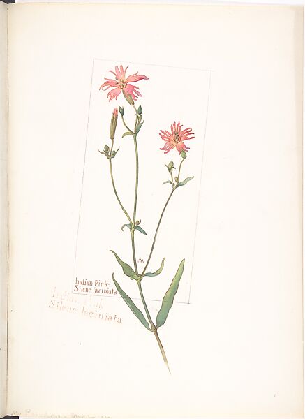 Indian Pink (Silene laciniata), Margaret Neilson Armstrong (American, New York 1867–1944 New York), Watercolor and brown ink over graphite, with page design indicated in graphite 