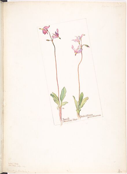 Small Shooting Star (Dodecatheon Pauciflorum), Margaret Neilson Armstrong (American, New York 1867–1944 New York), Watercolor and brown ink over graphite, with page design indicated in graphite 