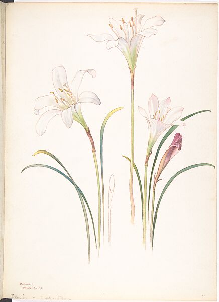 Atamasco Lily (Zephyranthes Atamasco), Margaret Neilson Armstrong (American, New York 1867–1944 New York), Watercolor and brown ink over graphite 