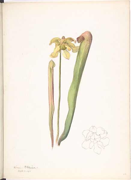 Hooded Pitcher Plant (Sarracenia Minor), Margaret Neilson Armstrong (American, New York 1867–1944 New York), Watercolor and brown ink over graphite, with detail ink brown ink 