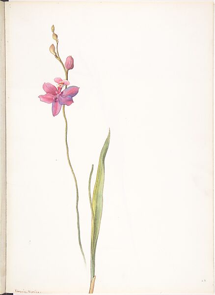 Tuberous Grasspink (Calopogon Tuberosus), Margaret Neilson Armstrong (American, New York 1867–1944 New York), Watercolor and brown ink over graphite 