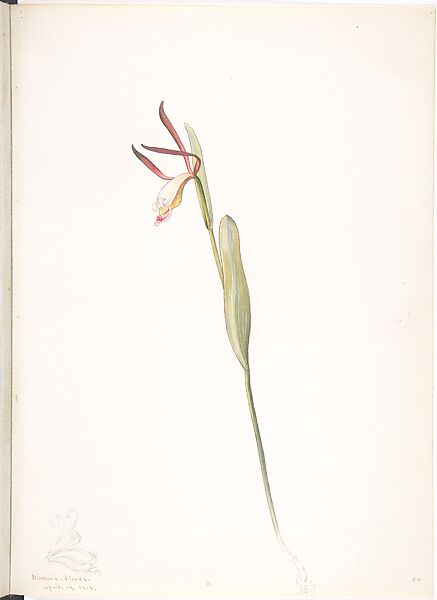 Spreading Pogonia (Cleistesiopsis), Margaret Neilson Armstrong (American, New York 1867–1944 New York), Watercolor and brown ink over graphite, with detail in graphite 