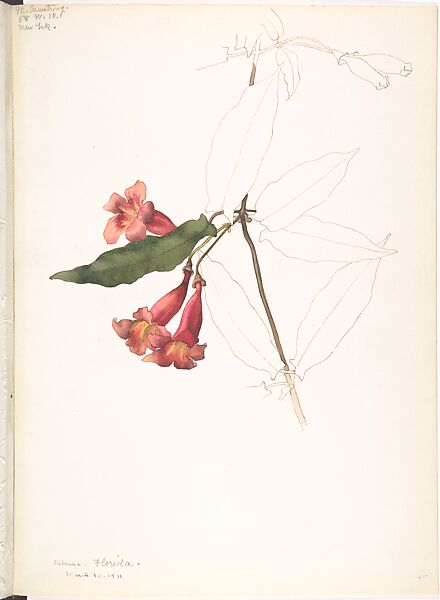 Cross Vine (Bignonia Capreolata), Margaret Neilson Armstrong (American, New York 1867–1944 New York), Watercolor and brown ink over graphite, with details in ink brown ink 
