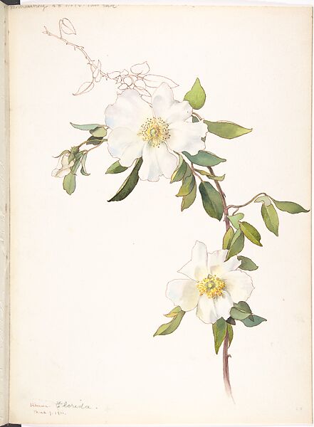 Cherokee Rose (Rosa laevigata), Margaret Neilson Armstrong (American, New York 1867–1944 New York), Watercolor and brown ink over graphite 
