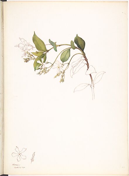 Star Jasmine (Trachelospermum Jasminoides), Margaret Neilson Armstrong (American, New York 1867–1944 New York), Watercolor and brown ink over graphite, with details in brown ink 