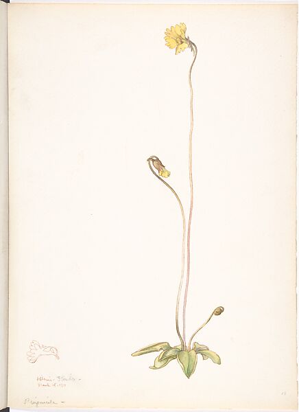 Yellow Butterwort (Pinguicula Lutea), Margaret Neilson Armstrong (American, New York 1867–1944 New York), Watercolor and brown ink over graphite, with details in brown ink 