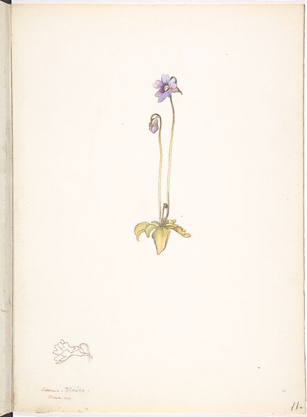 Blue Butterwort (Pinguicula Caerulea), Margaret Neilson Armstrong (American, New York 1867–1944 New York), Watercolor and brown ink over graphite, with details in brown ink 