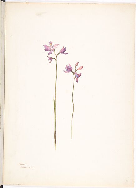 Bearded Grasspink (Calopogon Barbatus), Margaret Neilson Armstrong (American, New York 1867–1944 New York), Watercolor and brown ink over graphite 